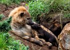 Jim Charlton_Spotted Hyena and new born pup.jpg